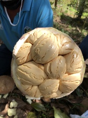 Eschweilera antioquensis