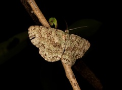 Ophthalmitis herbidaria