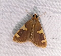 Rehimena phrynealis