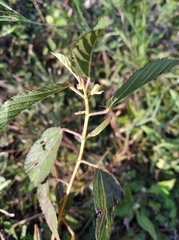 Angiospermae