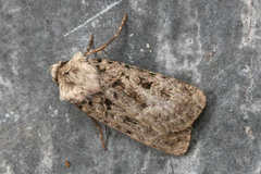 Chersotis multangula