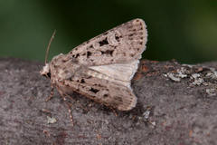 Chersotis multangula