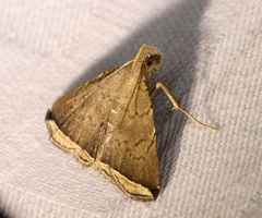 Lysimelia alstoni