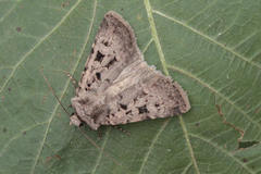 Chersotis multangula