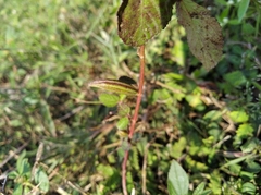 Angiospermae