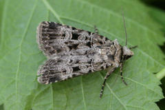 Chersotis multangula