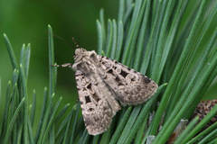 Chersotis multangula