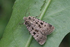 Chersotis multangula