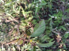 Angiospermae