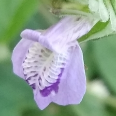Angiospermae