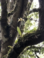 Bulbophyllum macraei