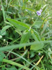 Angiospermae