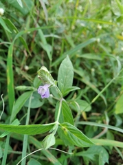 Angiospermae