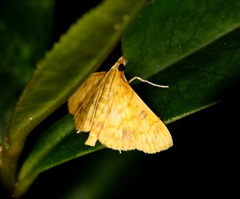 Pyrausta ochracealis