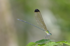 Vestalis apicalis