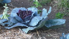 Brassica oleracea