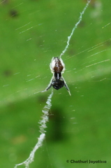 Uloboridae