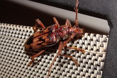 Phoracantha synonyma