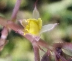 Angiospermae