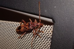 Phoracantha synonyma