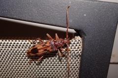 Phoracantha synonyma