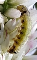 Lepidoptera