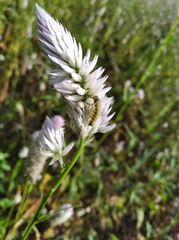 Lepidoptera