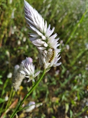 Lepidoptera