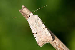 Chersotis margaritacea