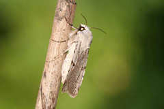 Chersotis margaritacea