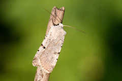 Chersotis margaritacea