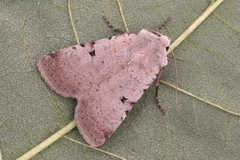 Chersotis margaritacea