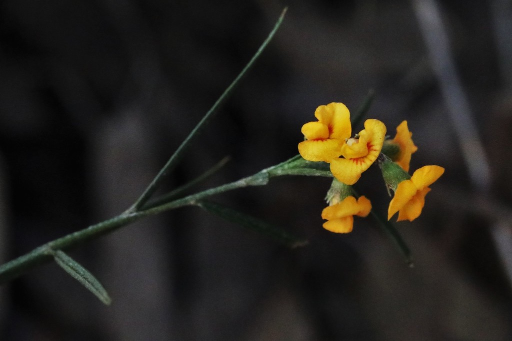 eastern flame pea