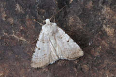 Chersotis margaritacea