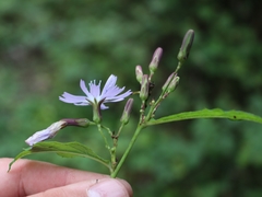 Cicerbita prenanthoides