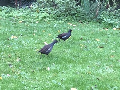 Gallinula chloropus