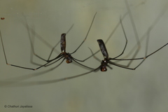Pholcidae