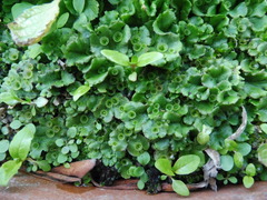 Marchantia polymorpha ruderalis