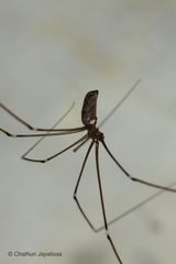 Pholcidae