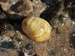 Nerita erythrostoma