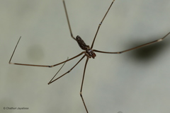 Pholcidae