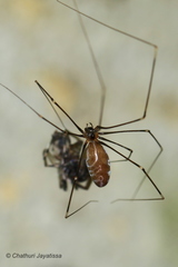 Pholcidae