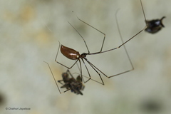 Pholcidae
