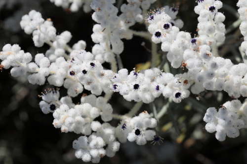 Image of Lachnostachys eriobotrya by (c) tobyyy, some rights reserved (CC BY-SA)