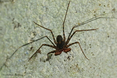 Phrynichidae