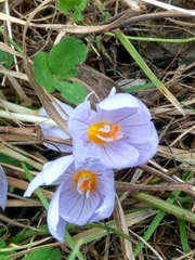 Crocus kotschyanus