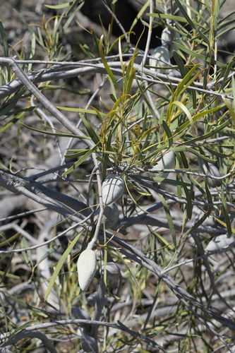 Image of Xylomelum angustifolium by (c) tobyyy, some rights reserved (CC BY-SA)