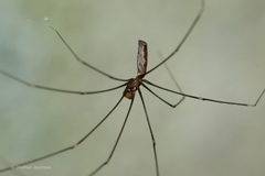 Pholcidae