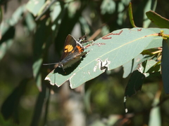 Pseudalmenus chlorinda