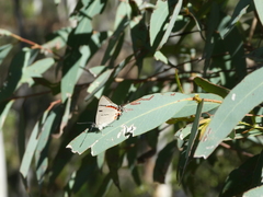 Pseudalmenus chlorinda